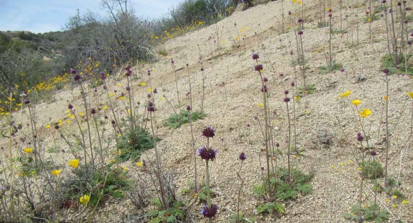 Wildflowers appear amidst a sandy landscape 